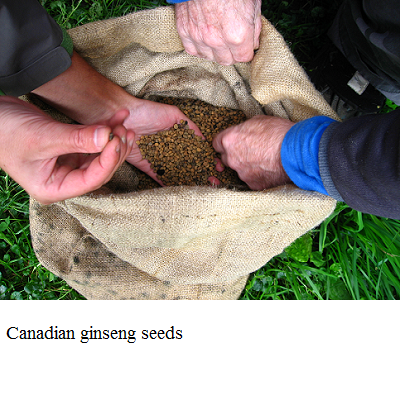 ginseng seeds e