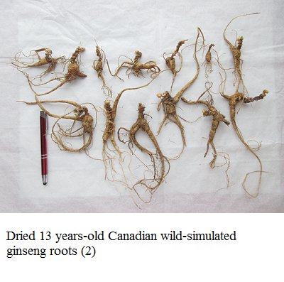 wild simulated ginseng 2 e