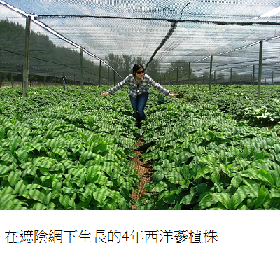 4 yr old ginseng on field