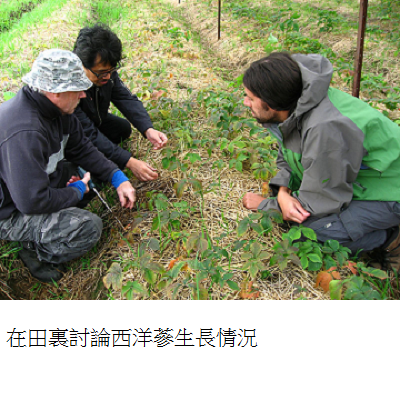discussing in ginseng field