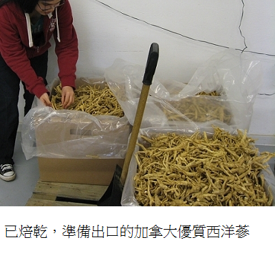 dried field ginseng roots in box