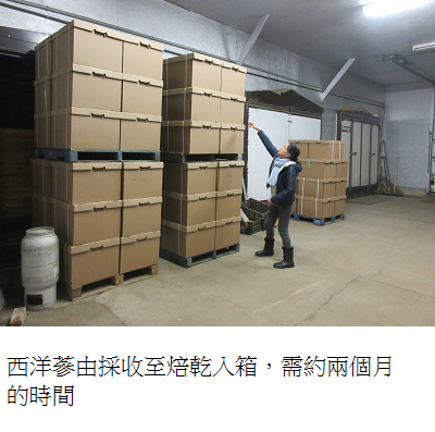 dried ginseng roots in box 1