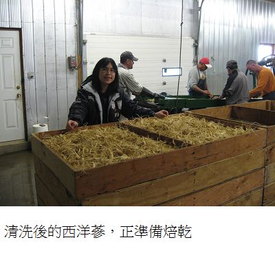 ginseng after wash waiting to be dried