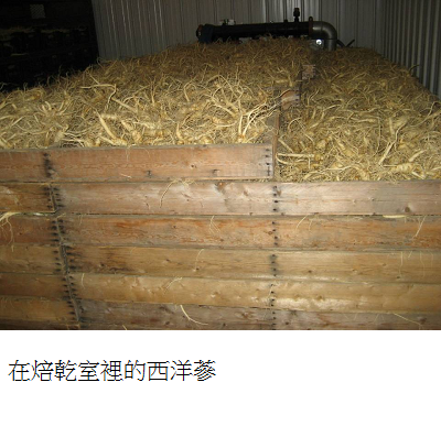ginseng in dryer 2