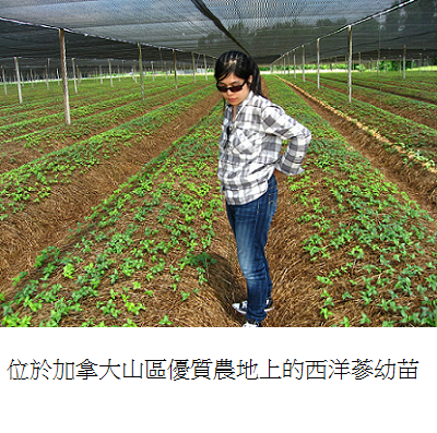ginseng young plants on field