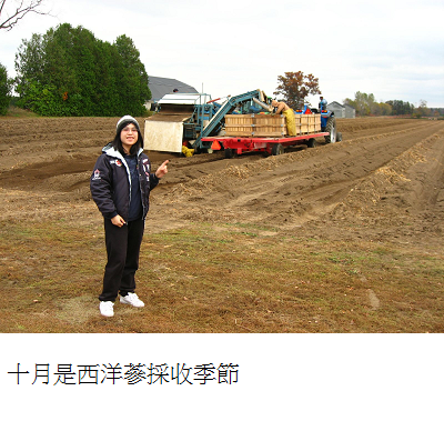 harvesting field ginseng