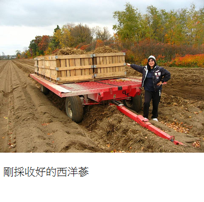 just harvested ginseng