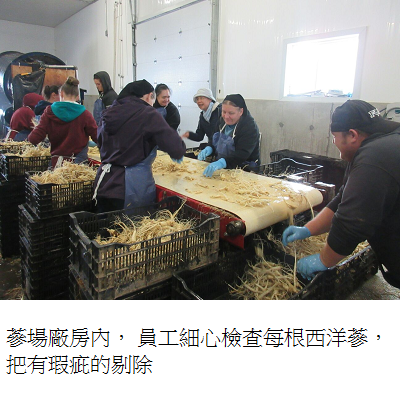 pickup bad ginseng after wash