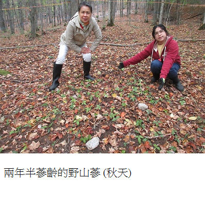 ginseng growing in forest autumn