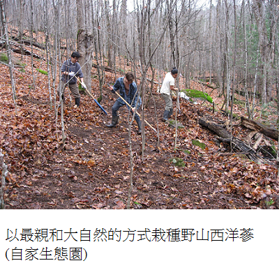 growing ginseng in forest 1